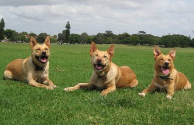 Dogs in the City